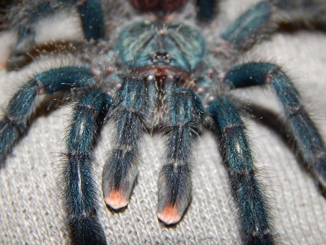 pavouk tarantule